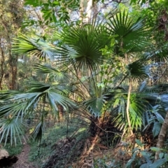 Livistona australis at Burrill Lake, NSW - suppressed