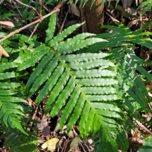 Blechnum cartilagineum at Burrill Lake, NSW - suppressed