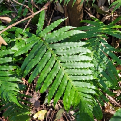 Blechnum cartilagineum (Gristle Fern) at Burrill Lake Aboriginal Cave Walking Track - 13 Jun 2022 by trevorpreston