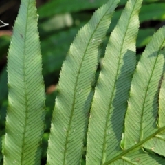 Blechnum cartilagineum at Burrill Lake, NSW - suppressed