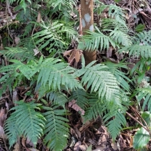 Blechnum cartilagineum at Burrill Lake, NSW - suppressed