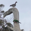 Chenonetta jubata at Hughes, ACT - 13 Jun 2022