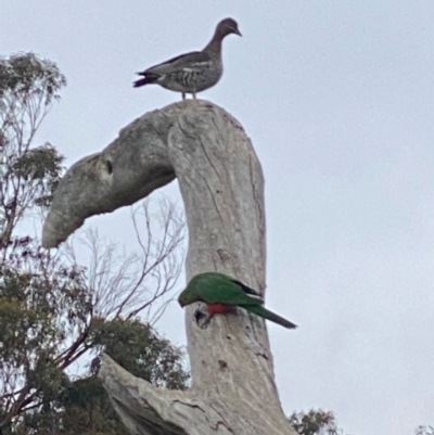 Chenonetta jubata (Australian Wood Duck) at GG38 - 13 Jun 2022 by KL