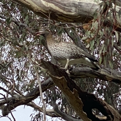 Chenonetta jubata (Australian Wood Duck) at Hughes Grassy Woodland - 13 Jun 2022 by KL