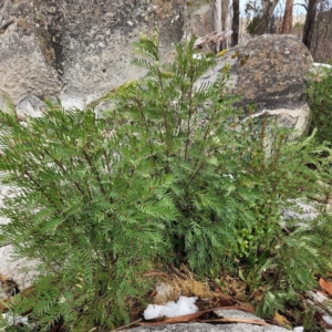 Polyscias sambucifolia subsp. Short leaflets (V.Stajsic 196) Vic. Herbarium at Paddys River, ACT - 12 Jun 2022