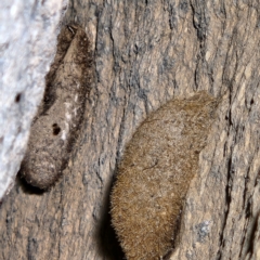 Anthelidae sp. (family) (Unidentified anthelid moth or Australian woolly bear) at Namadgi National Park - 12 Jun 2022 by NathanaelC