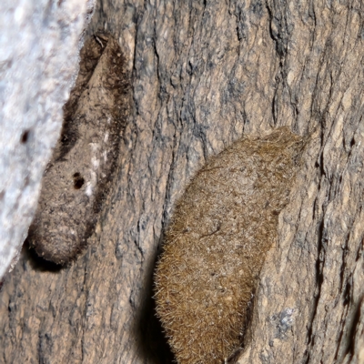 Anthelidae (family) (Unidentified Anthelid moth or Australian woolly bear) at Paddys River, ACT - 12 Jun 2022 by NathanaelC