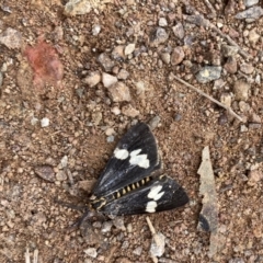 Nyctemera amicus (Senecio or Magpie moth) at Hackett, ACT - 13 Jun 2022 by Kassandra21