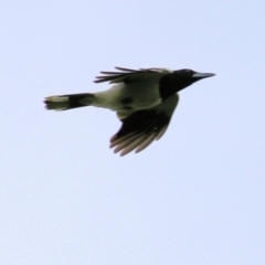Cracticus nigrogularis (Pied Butcherbird) at Wodonga - 13 Jun 2022 by KylieWaldon