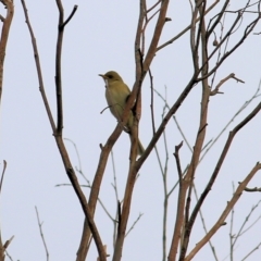 Ptilotula fusca (Fuscous Honeyeater) at Wodonga, VIC - 13 Jun 2022 by KylieWaldon