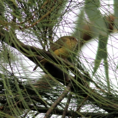 Acanthiza reguloides (Buff-rumped Thornbill) at WREN Reserves - 13 Jun 2022 by KylieWaldon