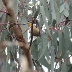 Pardalotus punctatus (Spotted Pardalote) at WREN Reserves - 13 Jun 2022 by KylieWaldon