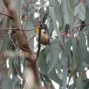 Pardalotus punctatus at Wodonga, VIC - 13 Jun 2022 11:26 AM