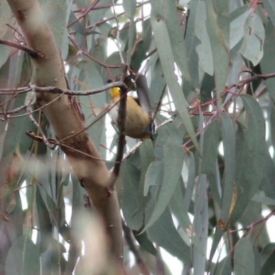 Pardalotus punctatus (Spotted Pardalote) at Wodonga, VIC - 13 Jun 2022 by KylieWaldon