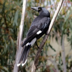 Strepera graculina (Pied Currawong) at Wodonga, VIC - 13 Jun 2022 by KylieWaldon