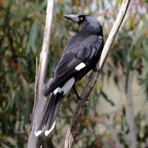 Strepera graculina at Wodonga, VIC - 13 Jun 2022