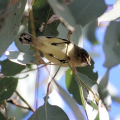 Smicrornis brevirostris (Weebill) at Wodonga - 13 Jun 2022 by KylieWaldon