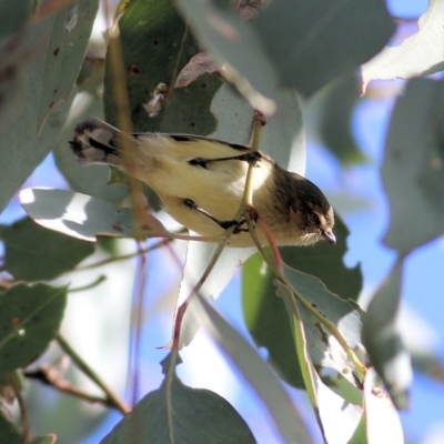 Smicrornis brevirostris (Weebill) at WREN Reserves - 13 Jun 2022 by KylieWaldon