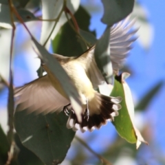 Smicrornis brevirostris at Wodonga, VIC - 13 Jun 2022