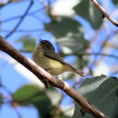 Smicrornis brevirostris at Wodonga, VIC - 13 Jun 2022