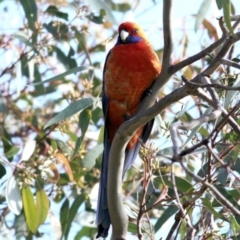 Platycercus elegans (Crimson Rosella) at Wodonga - 13 Jun 2022 by KylieWaldon