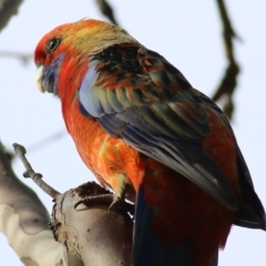 Platycercus elegans at Wodonga, VIC - 13 Jun 2022