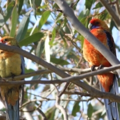 Platycercus elegans at Wodonga, VIC - 13 Jun 2022 10:27 AM