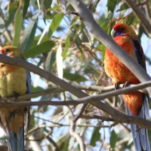 Platycercus elegans at Wodonga, VIC - 13 Jun 2022 10:27 AM