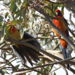 Platycercus elegans at Wodonga, VIC - 13 Jun 2022 10:27 AM