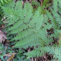 Calochlaena dubia (Rainbow Fern) at Burrill Lake Aboriginal Cave Walking Track - 13 Jun 2022 by trevorpreston