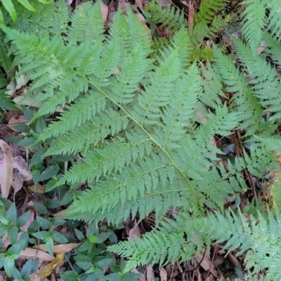 Calochlaena dubia (Rainbow Fern) at Burrill Lake Aboriginal Cave Walking Track - 13 Jun 2022 by trevorpreston