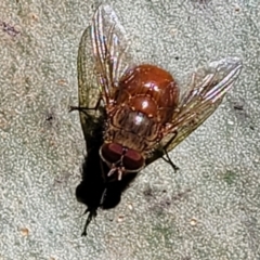 Calliphora ochracea (Reddish Brown blowfly) at Burrill Lake, NSW - 13 Jun 2022 by trevorpreston