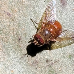 Calliphora ochracea at Burrill Lake, NSW - 13 Jun 2022 10:27 AM