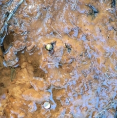 Iron Bacteria (TBC) at Burrill Lake Aboriginal Cave Walking Track - 13 Jun 2022 by trevorpreston