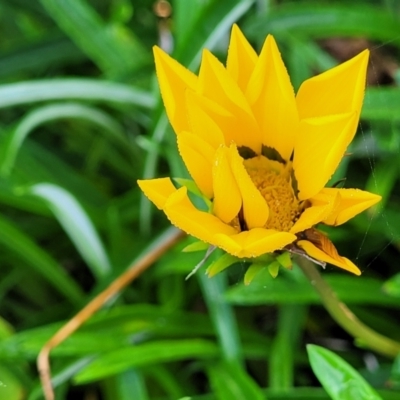 Gazania x splendens (Gazania) at Surfside, NSW - 11 Jun 2022 by trevorpreston