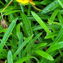 Gazania x splendens at Surfside, NSW - 11 Jun 2022