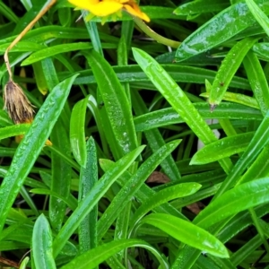 Gazania x splendens at Surfside, NSW - 11 Jun 2022 10:23 AM