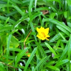 Gazania x splendens at Surfside, NSW - 11 Jun 2022 10:23 AM