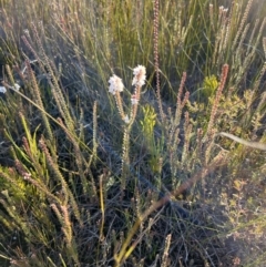 Epacris sp. (Heath) at Morton National Park - 12 Jun 2022 by JimL