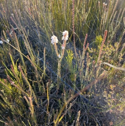 Epacris (genus) (Heath) at Tianjara, NSW - 12 Jun 2022 by JimL