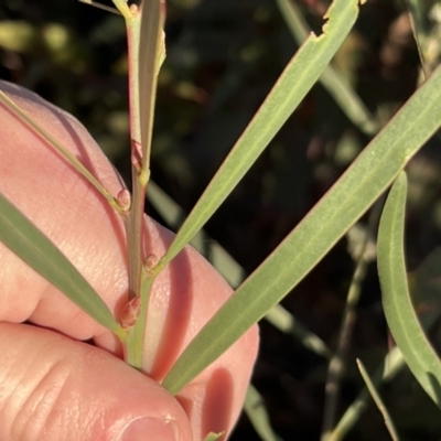 Acacia suaveolens (Sweet Wattle) at Tianjara, NSW - 12 Jun 2022 by JimL