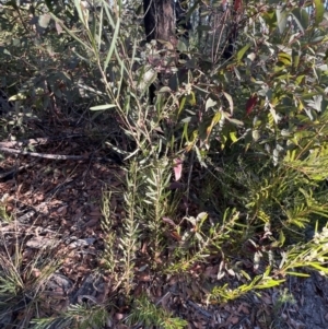 Acacia suaveolens at Tianjara, NSW - 12 Jun 2022