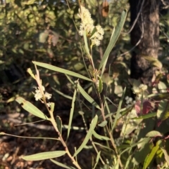 Acacia suaveolens at Tianjara, NSW - 12 Jun 2022