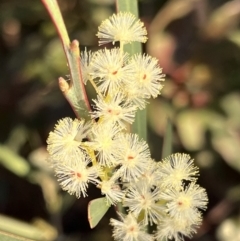 Acacia suaveolens at Tianjara, NSW - 12 Jun 2022