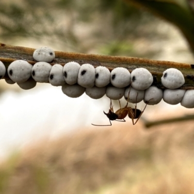Camponotus consobrinus (Banded sugar ant) at QPRC LGA - 12 Jun 2022 by Wandiyali