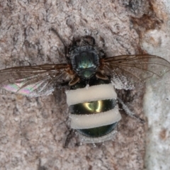 Entomophthora sp. (genus) (Puppeteer Fungus) at Symonston, ACT - 13 Jun 2022 by rawshorty