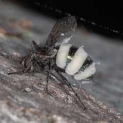 Entomophthora sp. (genus) at Symonston, ACT - 13 Jun 2022