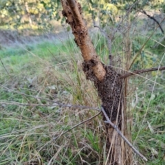 Papyrius sp. (genus) (A Coconut Ant) at Fraser, ACT - 13 Jun 2022 by RobSpeirs