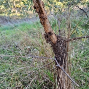 Papyrius sp. (genus) at Fraser, ACT - suppressed