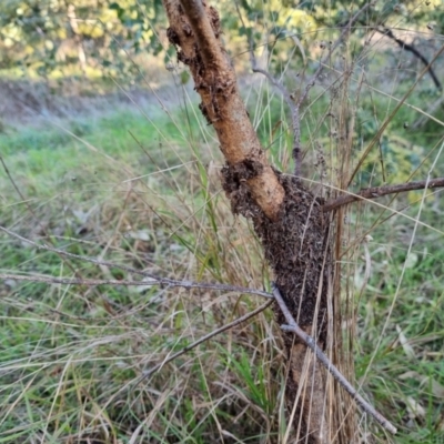 Papyrius sp. (genus) (A Coconut Ant) at Mount Rogers - 13 Jun 2022 by RobSpeirs